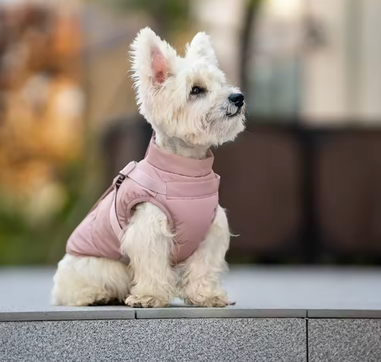 Comfort Deluxe Hundemantel